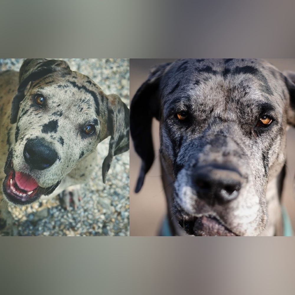 Meet your Posher, Brandy